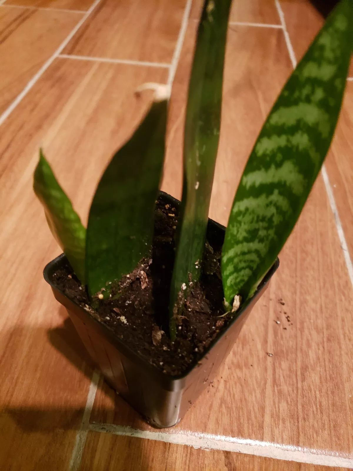 Potted Live Snake Plant in 2" Pot, Sansevieria, Easy Care, Low Light, Air Purifying, Mother-In-Law's Tongue