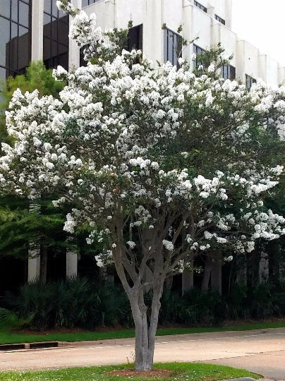 Live Crepe Myrtle Trees 6" Starter Plants with Snow White Flowers - Fast Growing Lagerstroemia Indica Shrubs