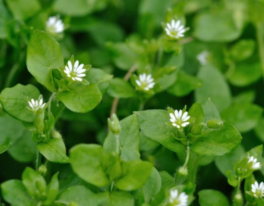Organic Chickweed Seeds 500+ Stellaria media Heirloom Non-GMO Medicinal Herb for Home Garden Planting