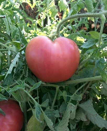Pink Oxheart Tomato Seeds - Heirloom Non-GMO Vegetable Seeds for Home Garden, Solanum lycopersicum, 50 Seeds