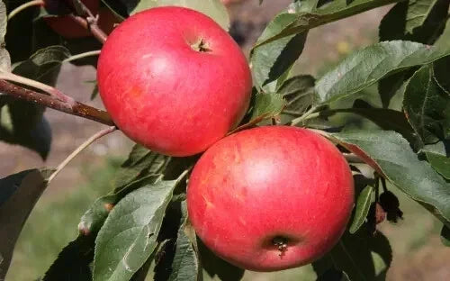 Discovery Apple Seeds - 25+ Pack for Gardening, Malus domestica, Non-GMO, USA Grown, Fruit Tree Seeds