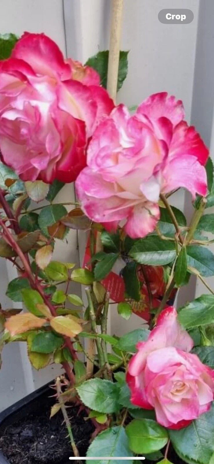 Fire and Ice Rose Cuttings - 3 Pack, Rosa 'Fire and Ice', 6-8 inches, Vibrant Red and White Blooms, Hardy Perennial for Gardens