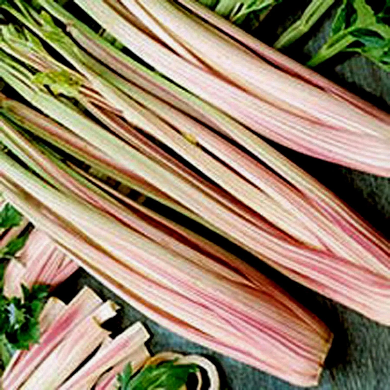 Peppermint Stick Celery Seeds - 25 Non-GMO Apium graveolens Vibrant Pink and Green Stems Seed Packet