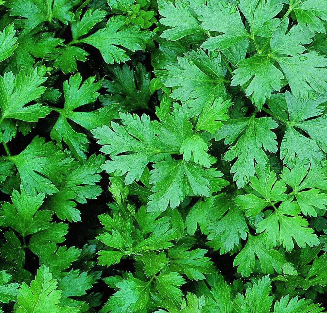 Parsley Seeds 1000+ Dark Green Flat Leaf Italian Herb Seeds for Garden Planting - Petroselinum crispum