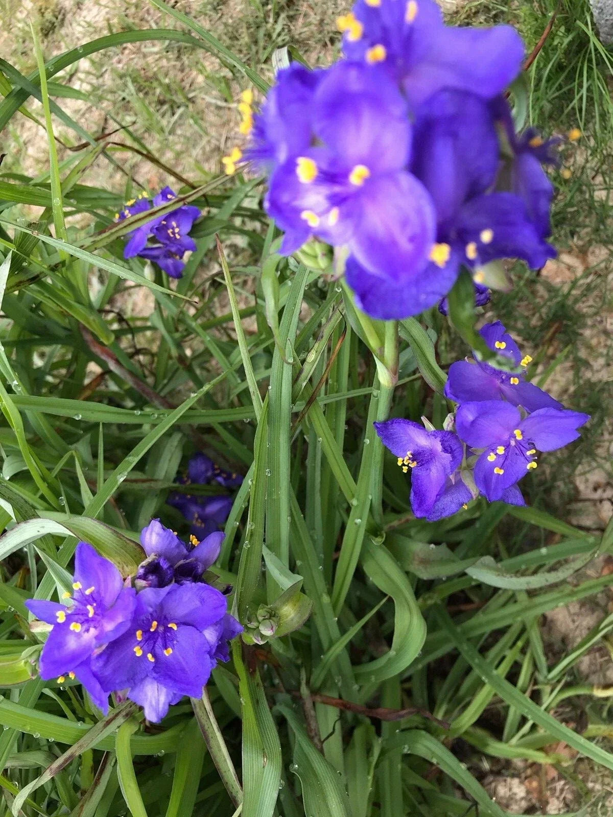 Spiderwort Plant Rhizome Bulb – 25 Bare Root Perennials with Purple Flowers, Tradescantia, Clumping, Easy to Grow