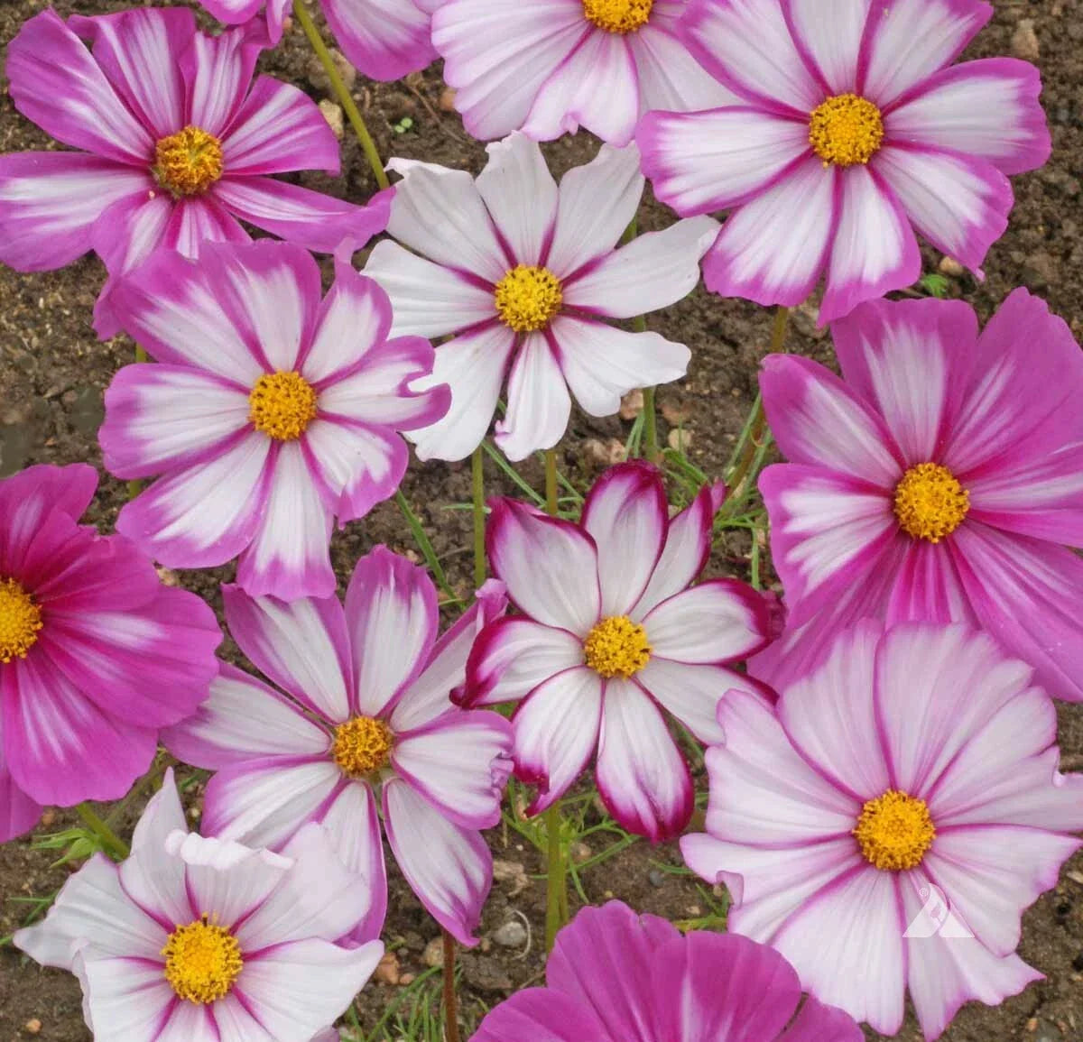 Cosmos Candystripe Seeds 100 Ct - Colorful Butterfly Flower Seeds - Cosmos bipinnatus - USA Seller