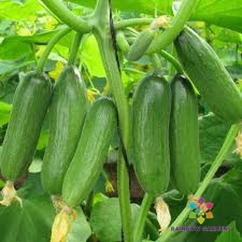 Baby Rocky Cucumber Seeds, Cucumis sativus, Heirloom Variety, Small Tender Cucumbers for Salad & Snacks, USA Grown