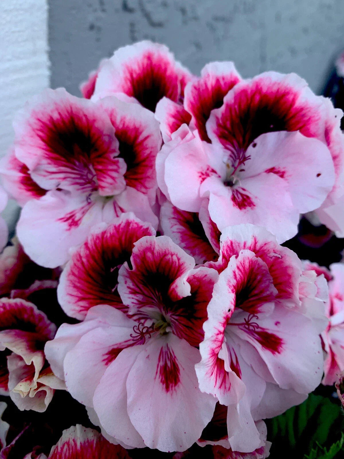 Geranium Live Plant 6” White and Dark Maroon Center Perennial Pelargonium