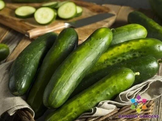 Slicemaster Select Cucumber Seeds - 25+ Pack, Heirloom, Non-GMO, Cucumis sativus, for Garden & Container Planting