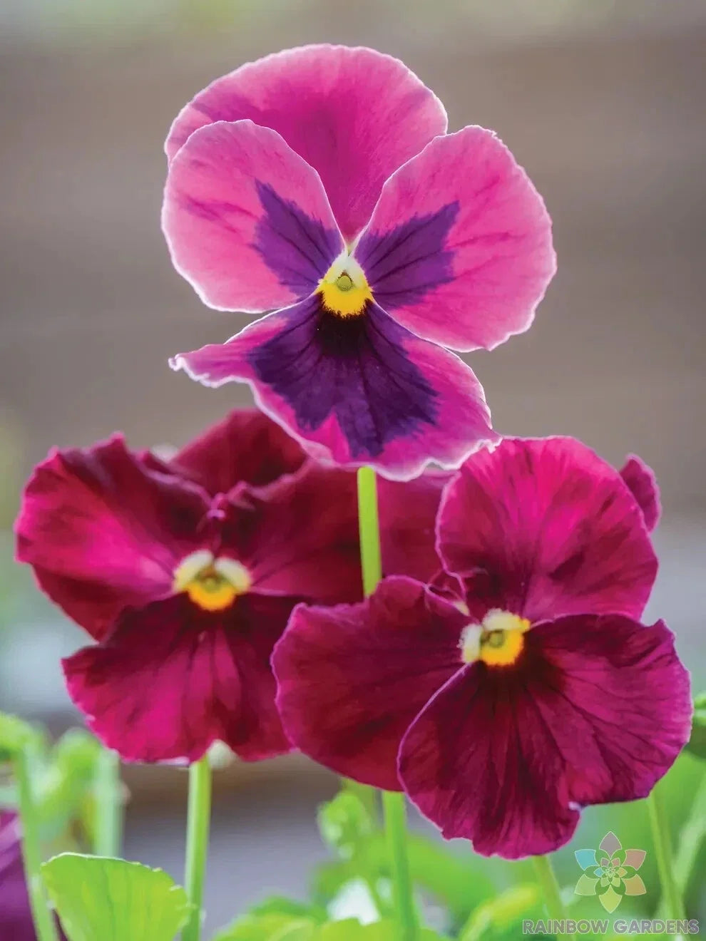 Ruby Mix Pansy Seeds - Viola Tricolor - 200+ Seeds for Garden Beds & Containers - Vibrant Colors, Easy to Grow
