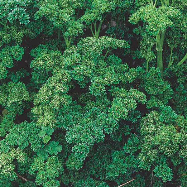 Herb Seeds 500+ Triple Curled Parsley Petroselinum crispum Non-GMO Open-Pollinated for Garden & Culinary Use