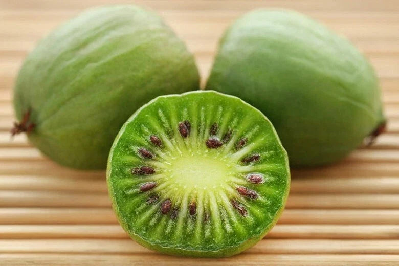 Kiwi Plant Starter - Self-Pollinating Issai Actinidia arguta Hardy for Zones 3-8 Live Rooted Vine