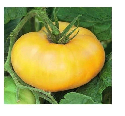 Brandywine Yellow Tomato Seeds - Heirloom Bulk Pack, Solanum lycopersicum, Juicy Beefsteak, Rare Yellow Tomato Seeds, Garden Supplies