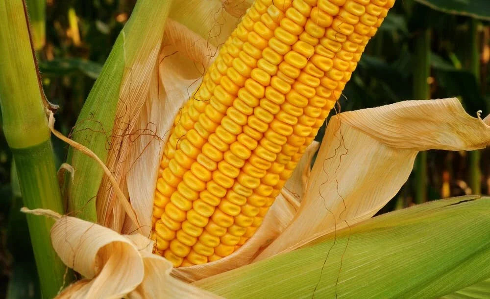 Yellow Dent Corn Seeds - 100 Non-GMO USA Grown Zea mays for Home Gardening