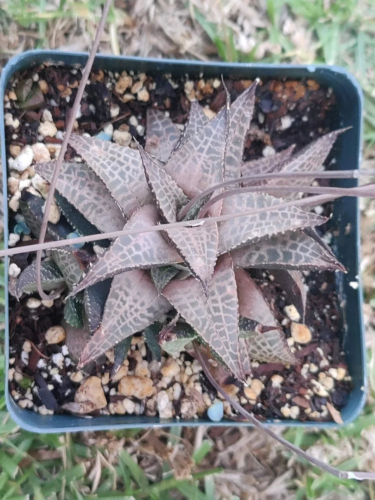 Haworthia Tesselata Bronze 3.5" Potted Plant - Rare Succulent Indoor Plant