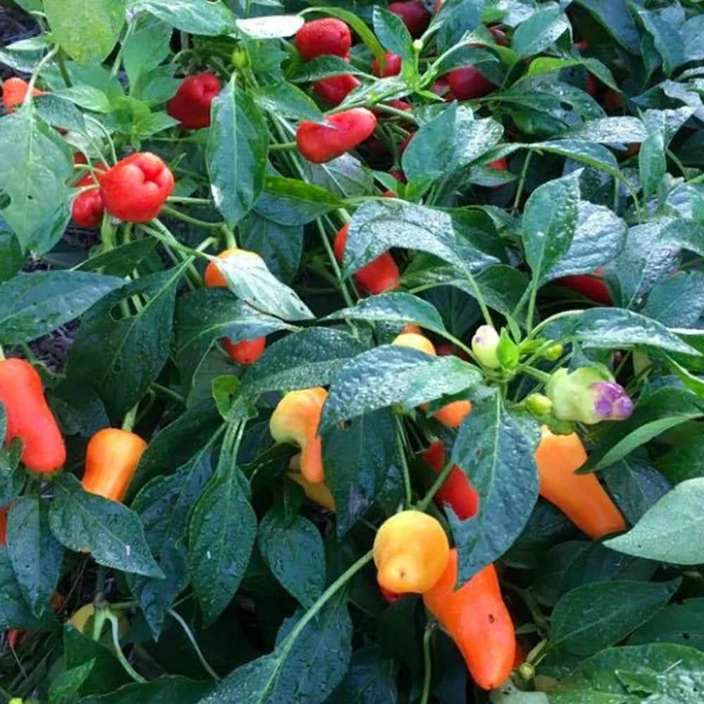 Sweet Pepper Seeds - 500 Count - Pretty N Sweet Variety - Capsicum annuum - Garden, Container, Edible Plant