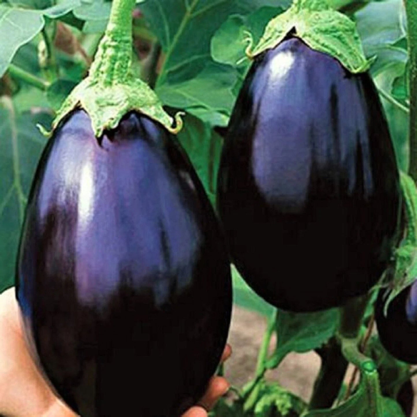 Black Beauty Eggplant Seeds - NON-GMO, Heirloom Variety, Solanum melongena, 100+ Seeds for Home Garden, Container Gardening