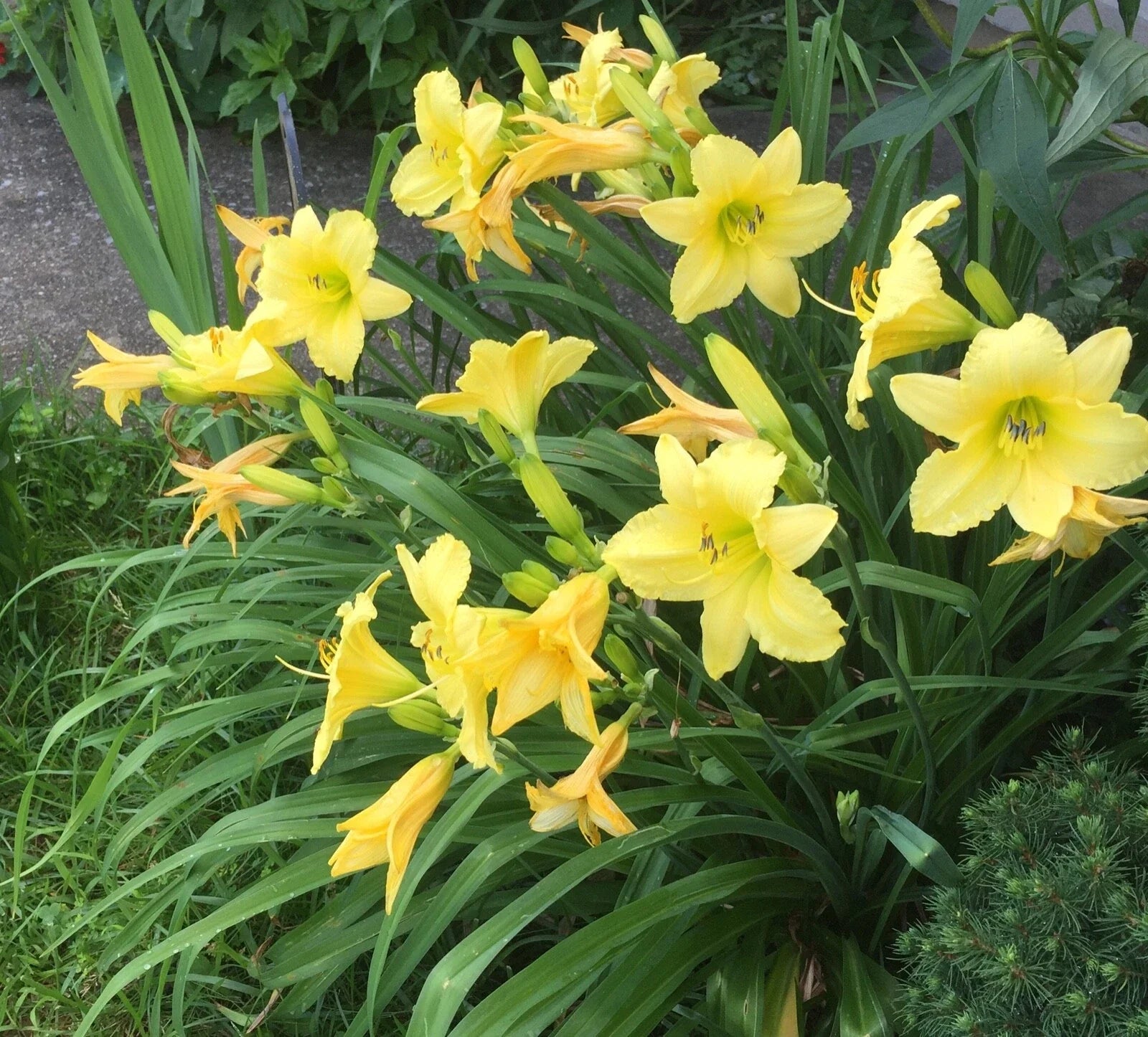 Daylily Root Bare Root Hemerocallis Perennial Flowering Plant for Garden Beds and Containers