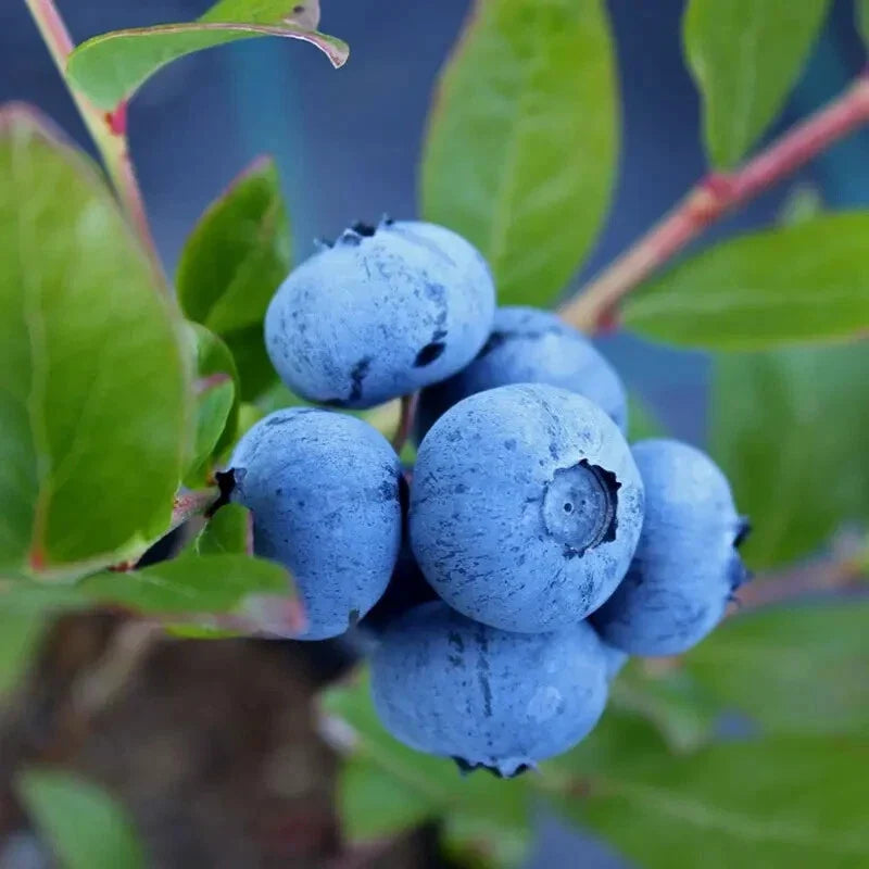 Blueberry Plant in 3" Pot – Sunshine Blue Vaccinium corymbosum – Compact Evergreen Shrub for Containers and Gardens