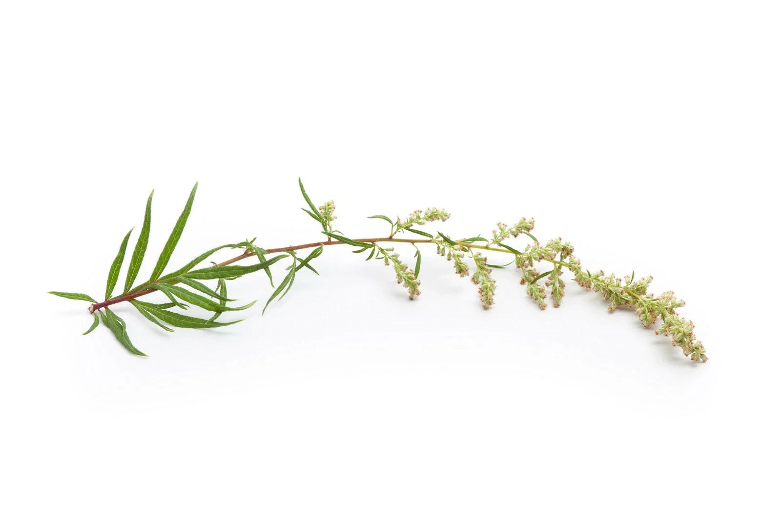 Mugwort Herb Seeds, Over 500 Artemisia vulgaris Perennial Culinary & Medicinal Plant, Aromatic Leaves