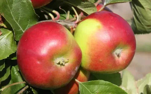 Burgundy Apple Seeds - 25+ Heirloom Malus domestica Seeds for Garden Planting - USA