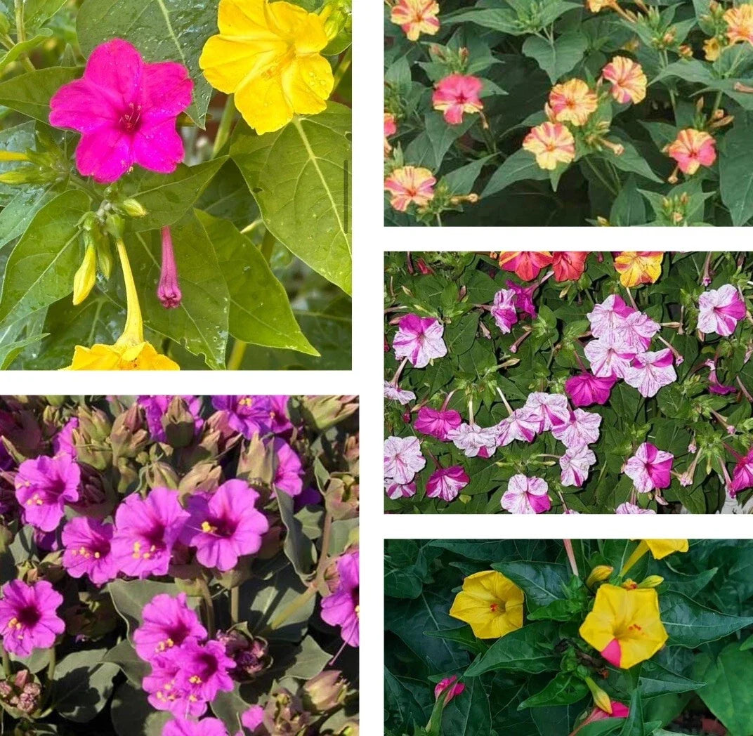 Four O’Clock Flower Seeds - Mix of 25+ Mirabilis Jalapa Garden Seeds for Colorful Blooms