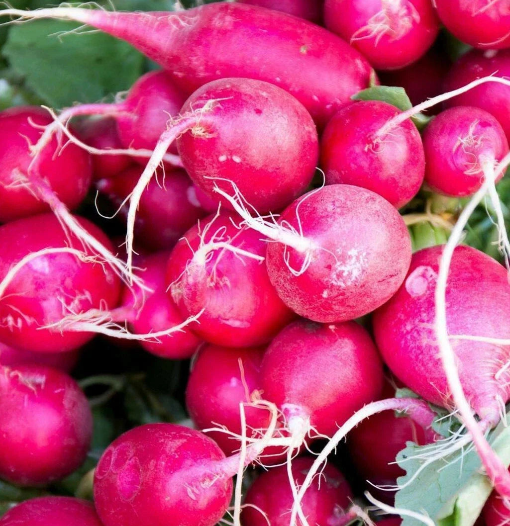 Pink Celebration Radish Seeds - Daikon Variety, Raphanus sativus, Vibrant Pink Skin, Fast-Growing, 100 Seeds, Indoor & Outdoor Gardening