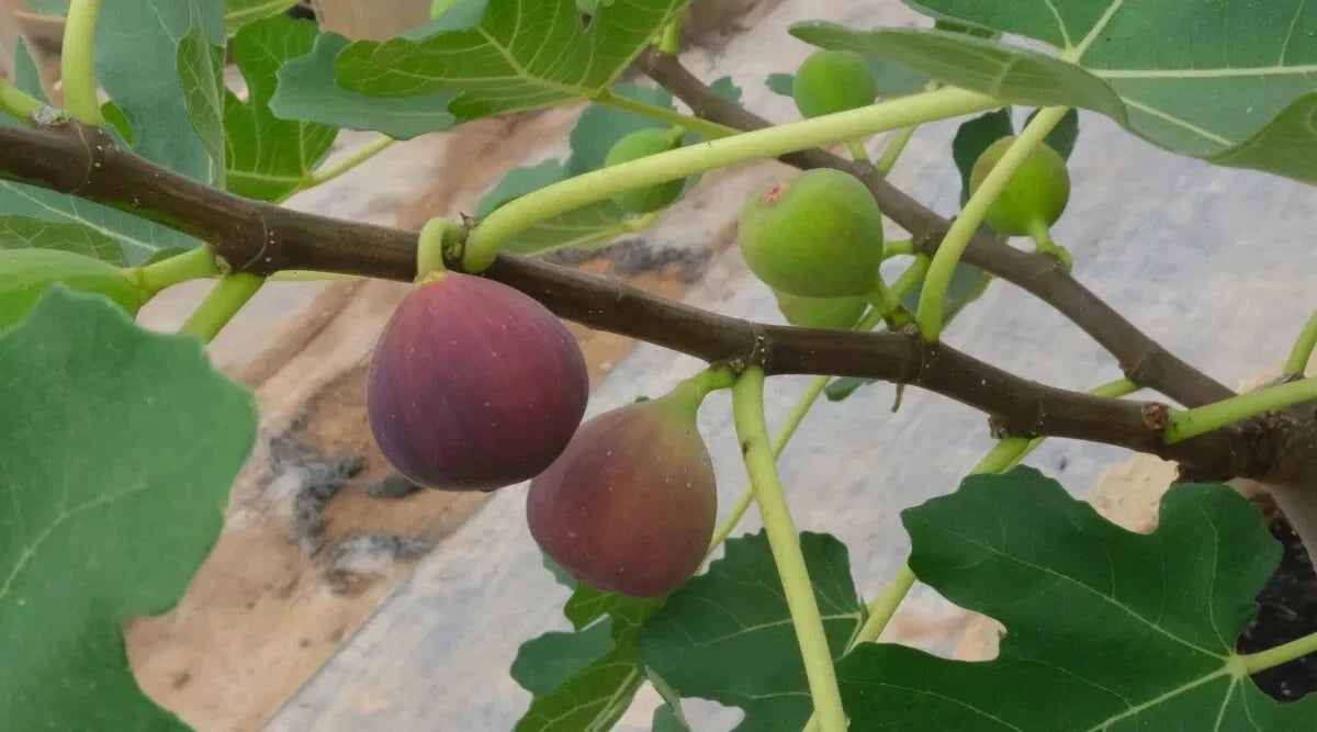 Little Ruby Fig Seeds - Ficus carica - Deciduous Fruit Tree for Garden Planting - 100+ Non-GMO Organic Seeds