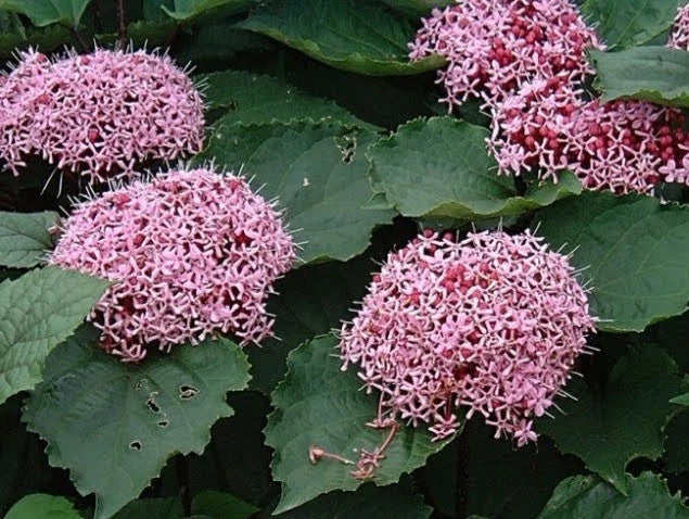 Pink Clerodendrum Cuttings 3 Count Rooted Plants Clerodendrum thomsoniae for Garden, Borders, Containers