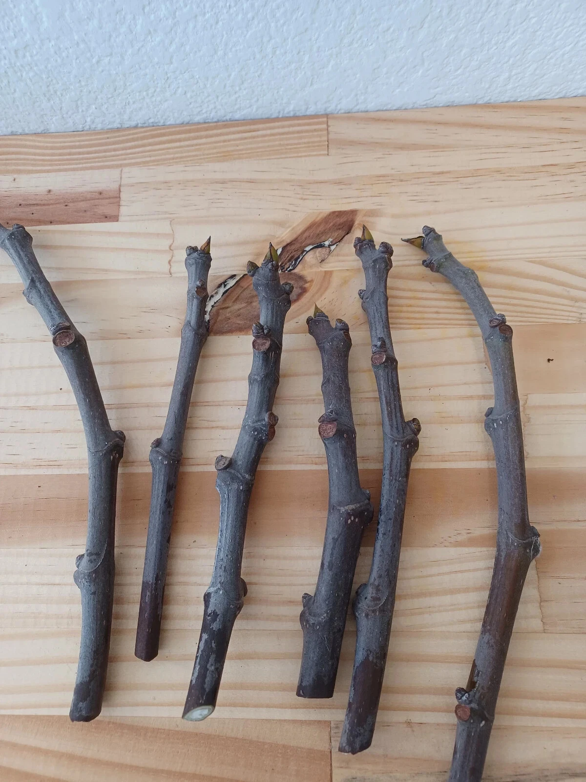 Conadria Fig Cuttings Ficus carica for Propagation, Home Orchard, Green to Yellow Fruit, Deciduous Tree, Unrooted Scions