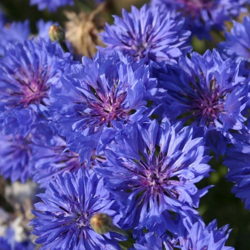 Blue Dwarf Bachelor Button Seeds - Centaurea Cyanus, Vibrant Blue Wildflower Seeds for Garden, Borders & Containers