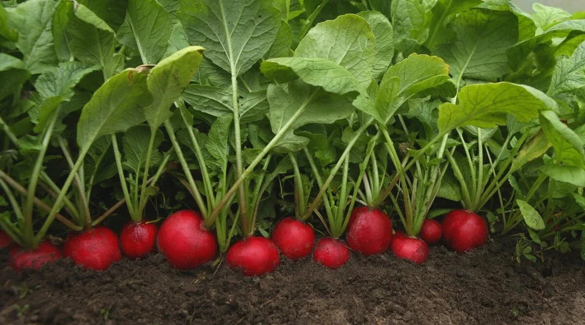 Rudolf Radish Seeds - 500+ Non-GMO Raphanus sativus Garden Planting for Spring & Fall