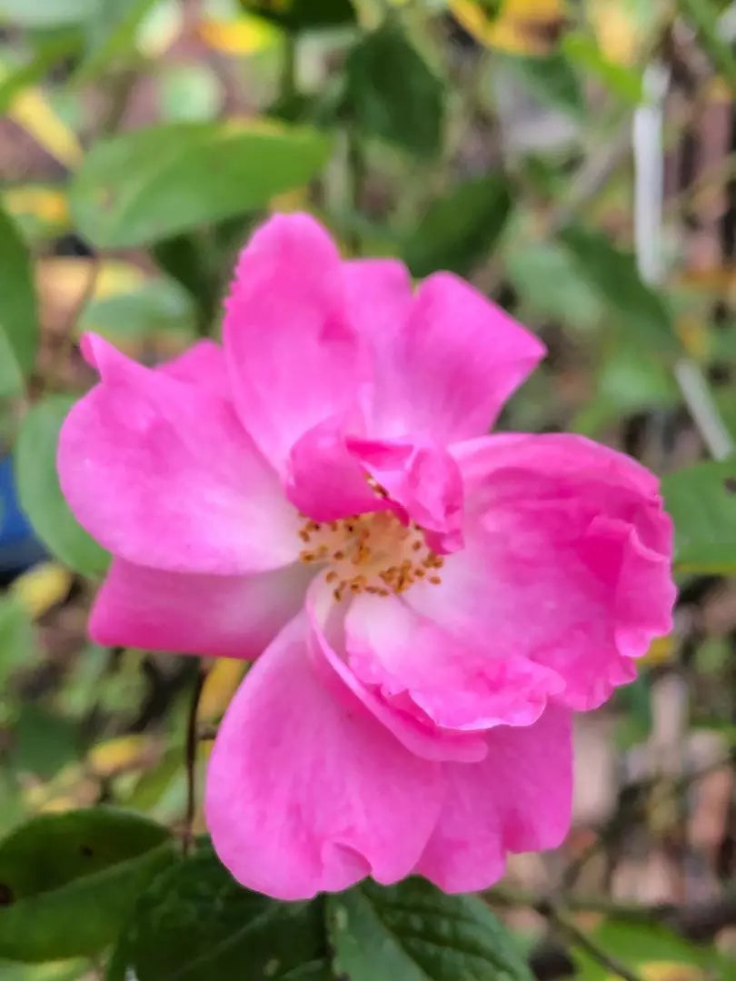Nearly Thornless Rosa Tausendschon 'Thousand Beauties' Rose Cuttings - 3 Pieces, 6-8" Long