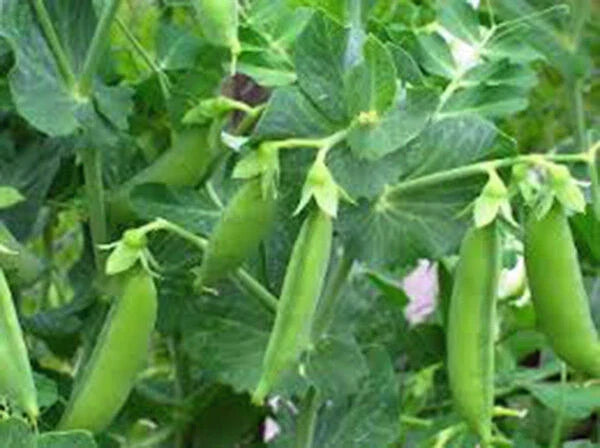 Sugar Daddy Snap Peas Seeds – Heirloom Pisum sativum, 500+ Seeds for Salads & Snacks, Bush Variety, Organic Gardening