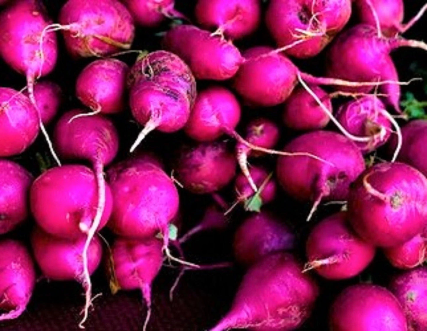 Purple Plum Radish Seeds – Non-GMO, Fast-Growing Vegetable Seeds, Raphanus sativus, 200+ Seeds for Organic Garden