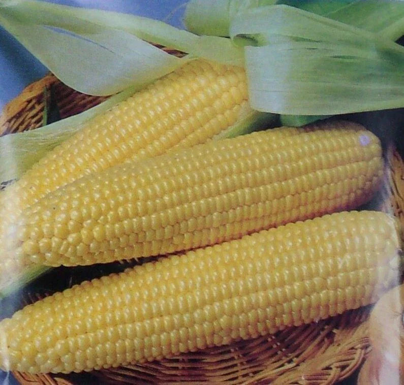 Iochief Yellow Corn Seeds 25 Count - Non-GMO Heirloom Sweet Vegetable Garden