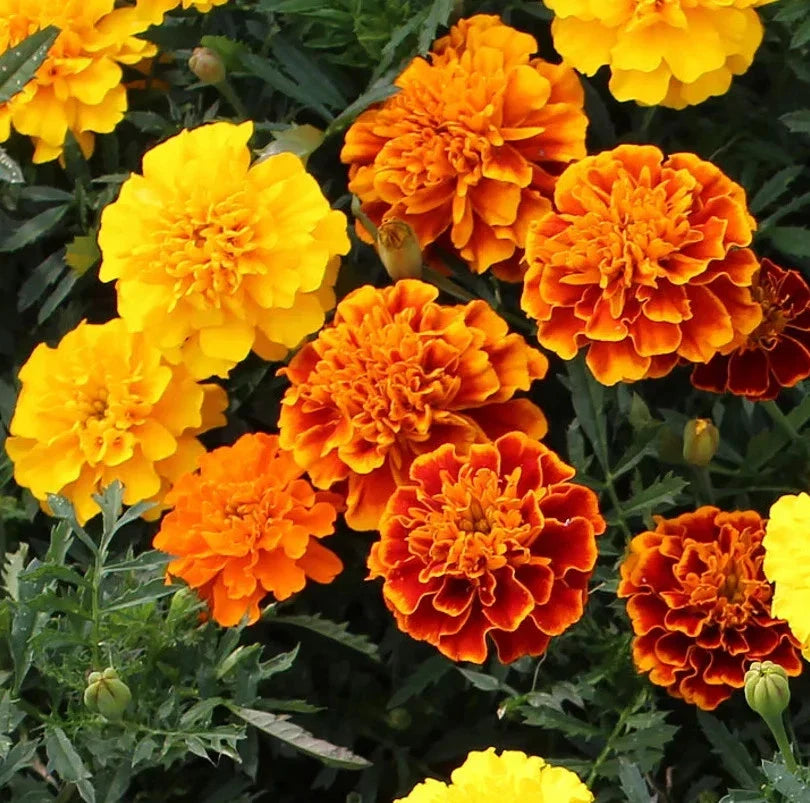 Petite French Marigold Seeds - Dwarf Tagetes Patula Mixed for Garden, Containers, Pollinator Attraction