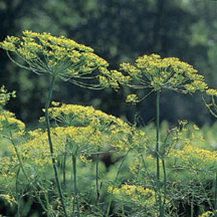 Mammoth Long Island Dill Seeds - Heirloom NON-GMO Anethum graveolens for Culinary Gardens