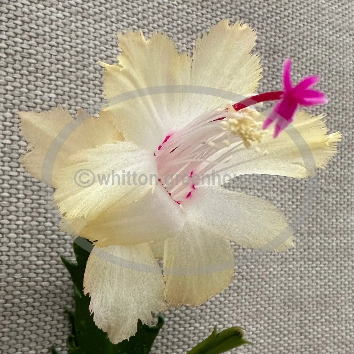 Thanksgiving/Christmas Cactus Cuttings - Schlumbergera truncata - Unrooted Propagation Clippings for Indoor Gardening
