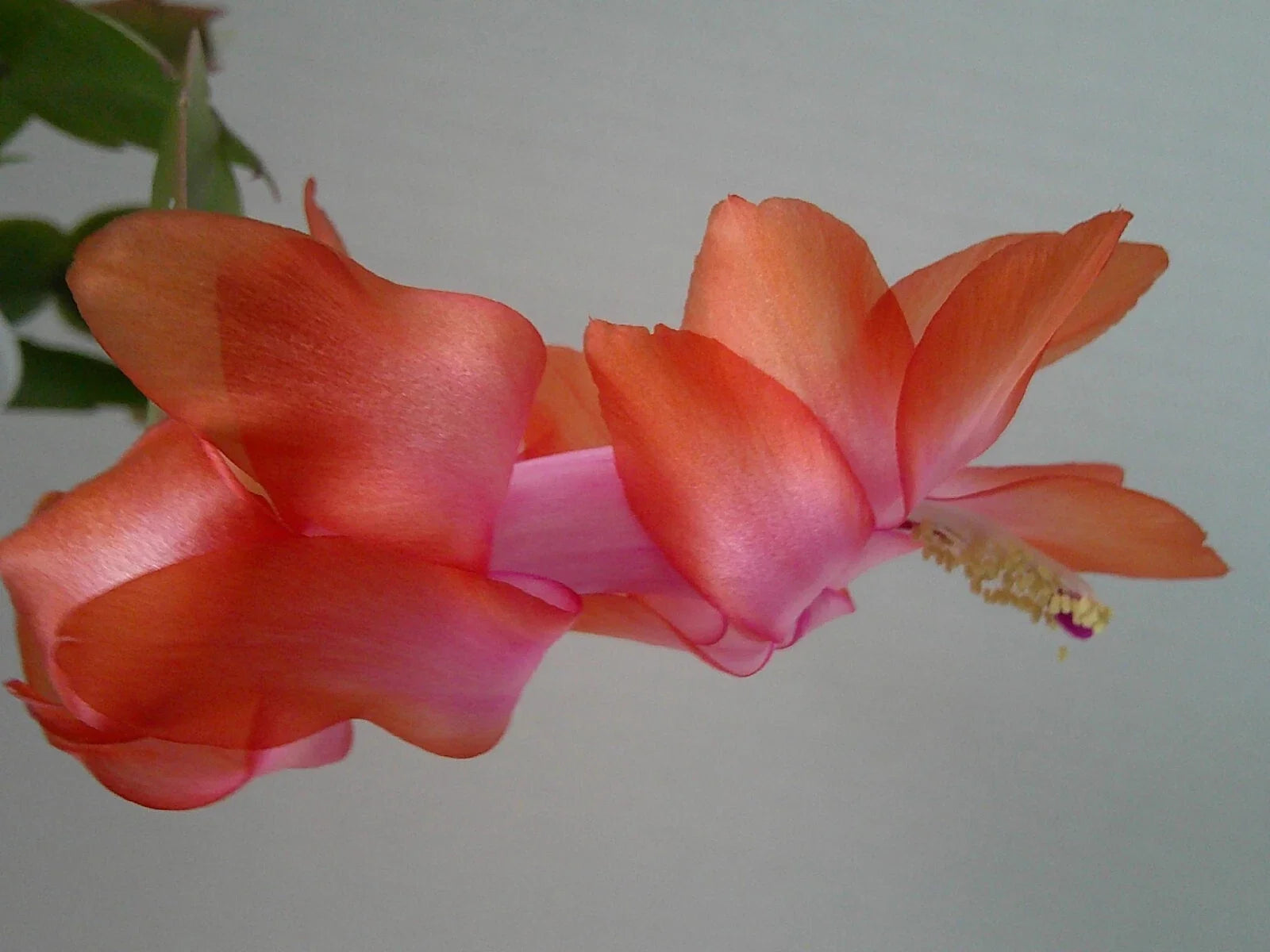 Schlumbergera Starter Plant - Christmas Cactus with Colorful Blooms - Keystone Halo Effect - Epiphyllum truncatum