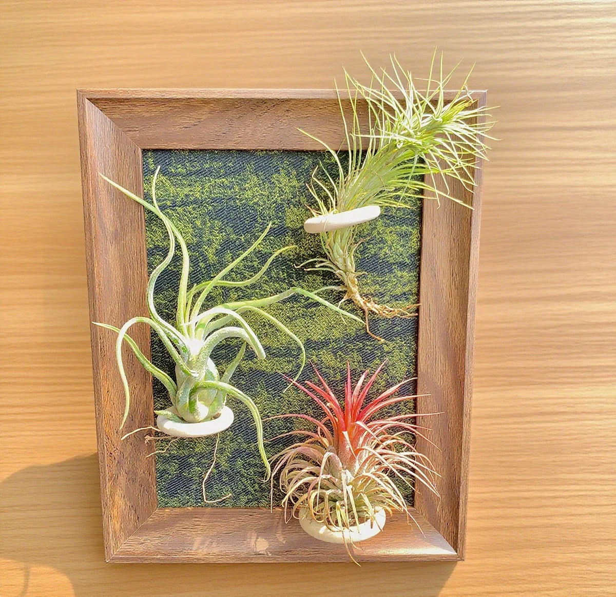Air Plants Frame 8" with Funckiana, Caput-Medusae & Ionantha Stricta - Unique Tillandsia Collection