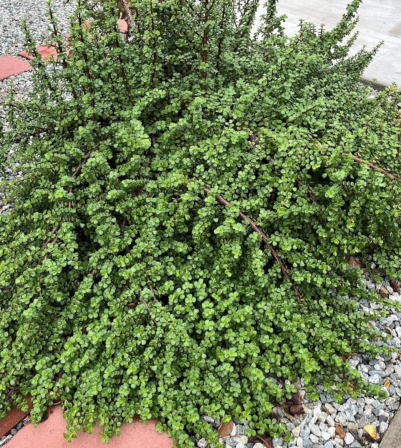 20 Succulent Cuttings Elephant Bush Portulacaria afra Red Stem Propagation Gifting