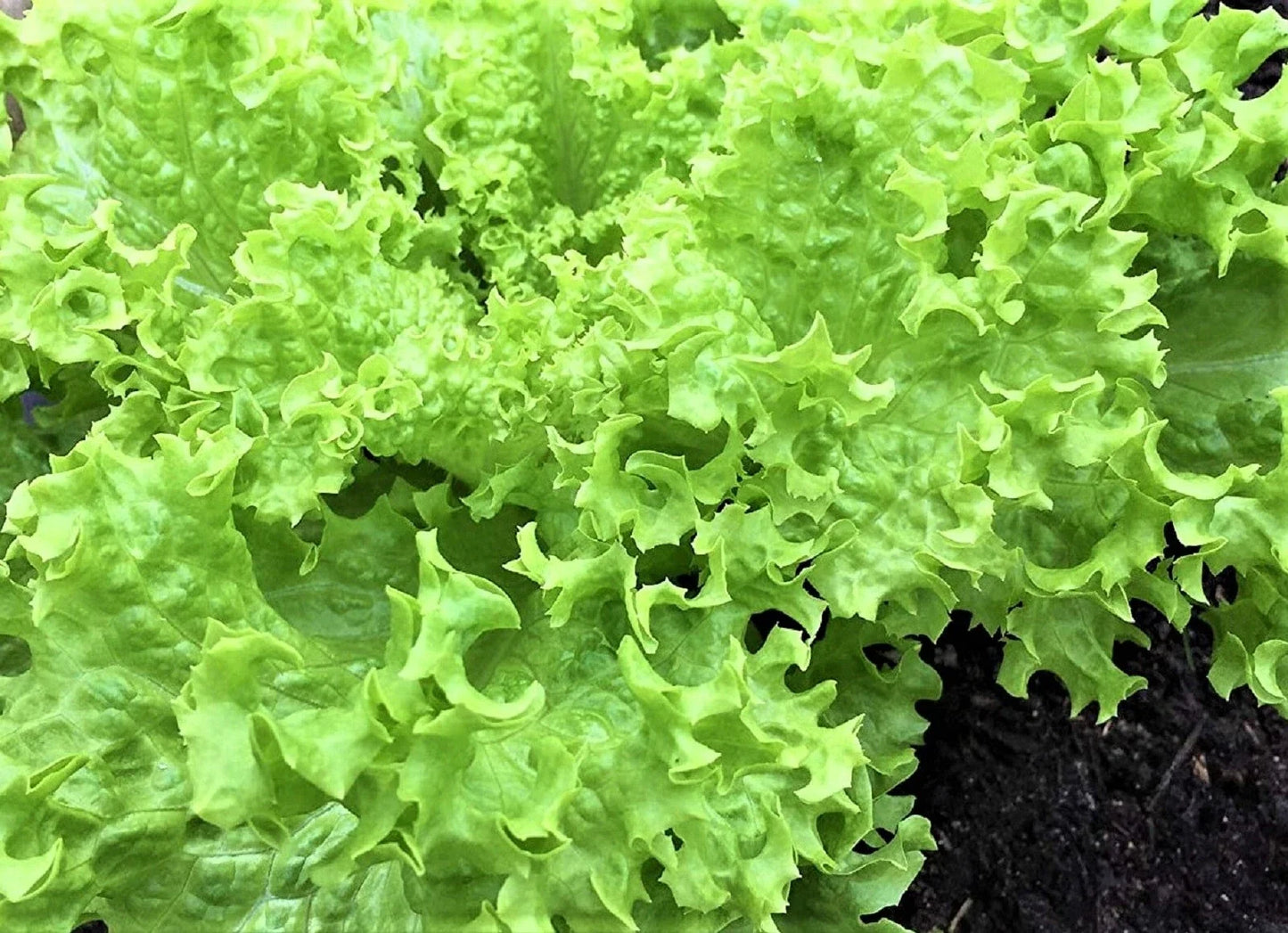 Endive Seeds 500+ Non-GMO Green Curled Ruffec Cichorium endivia Heirloom Vegetable Garden Seeds