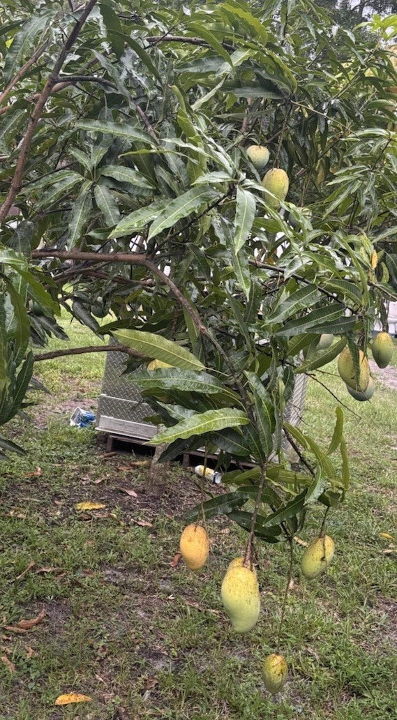 Mango Grafting Cuttings - Venus Variety - 3 Bud Wood for Propagation - Mangifera indica