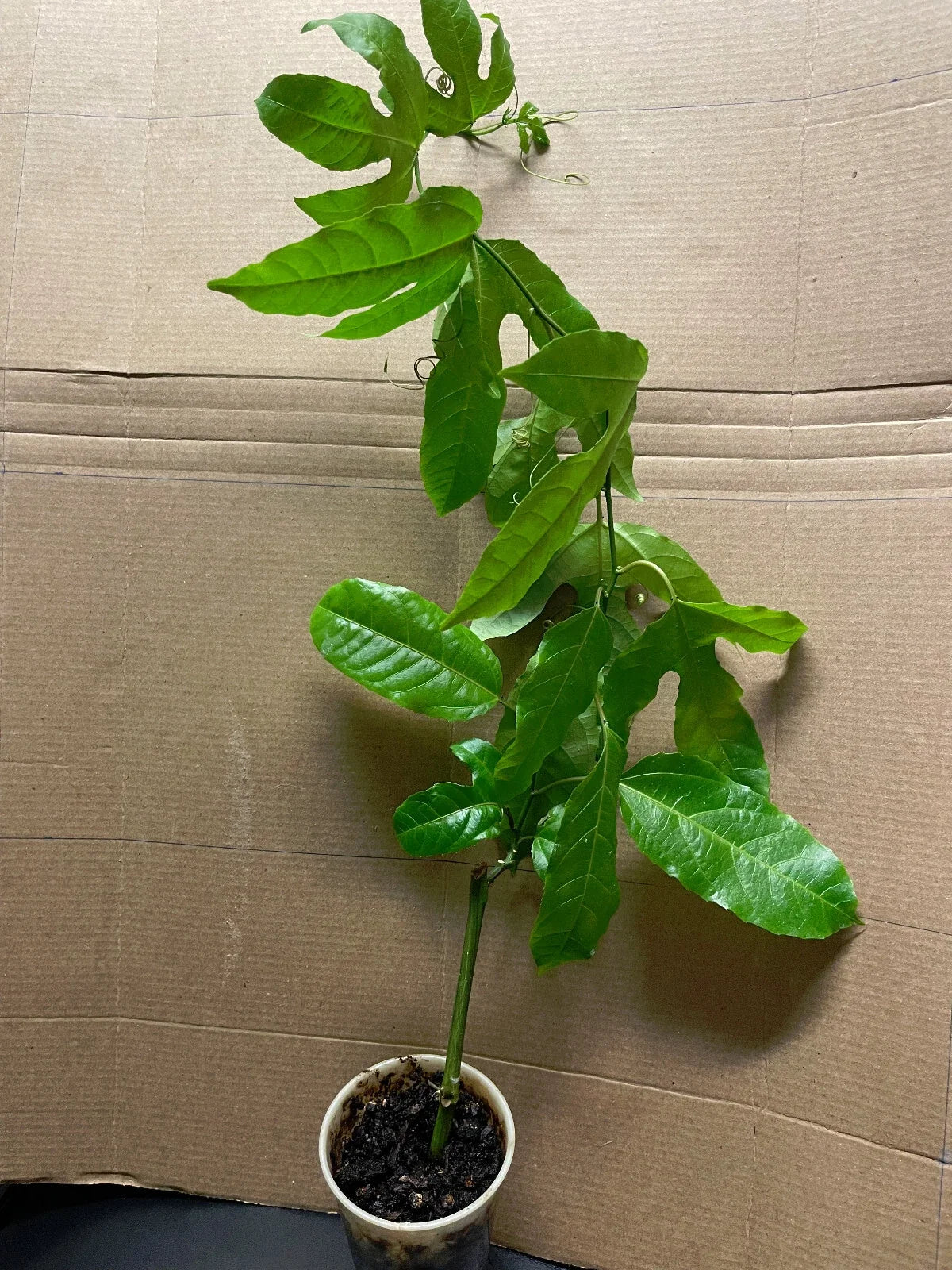 Passion Fruit Plant - Live Starter 8-12" - Passiflora edulis 'Possum Purple' - Tropical Climbing Vine with Purple Flowers