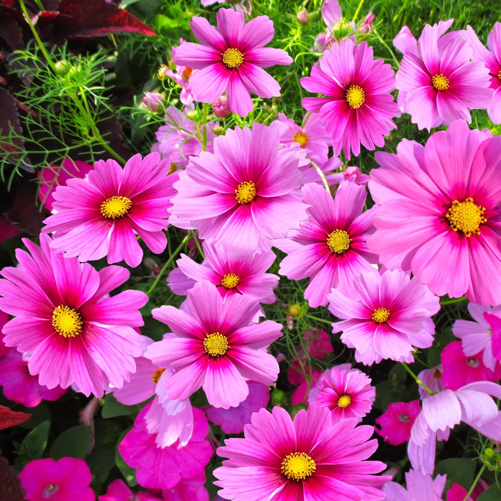 Cosmos Seeds - Pink Magenta Center Sensation Gloria Variety - Annual Flower Seeds for Garden, Borders & Cut Flowers