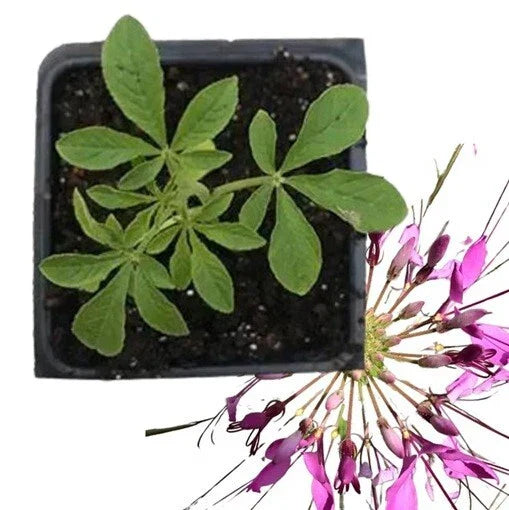 Live Purple Cleome Spider Flower Plant - Pink Queen Annual Garden Plant