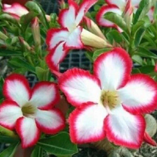 Desert Rose Seeds - 4 White Red Adenium Obesum Exotic Flower Seeds for Garden & Indoor Planting