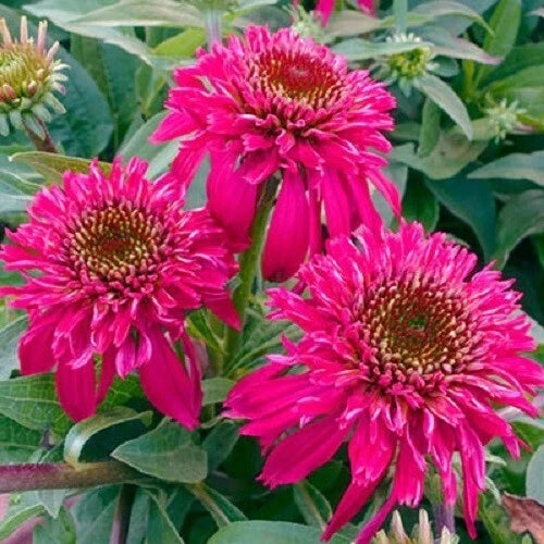 50 Raspberry Coneflower Seeds - Echinacea purpurea Perennial Flower, Vibrant Raspberry Pink Blooms