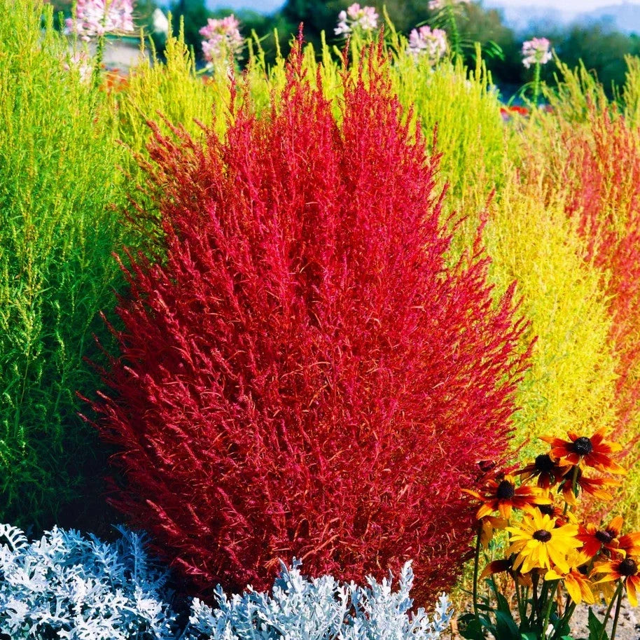 Red Cypress Burning Bush Seeds, Kochia Scoparia, Drought Tolerant, Summer Color, Easy to Grow, 50 Seeds